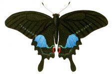 Butterfly Clip Art 13
