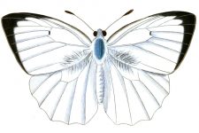 Butterfly Clip Art 14