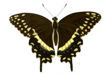 Butterfly Clip Art 15