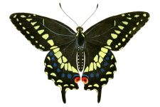 Butterfly Clip Art 17