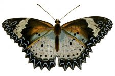 Butterfly Clip Art 20
