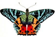 Butterfly Clip Art 3