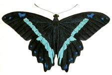 Butterfly Clip Art 5