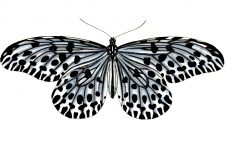 Butterfly Clip Art 6