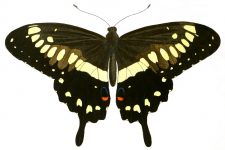 Butterfly Clip Art 7