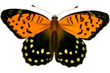 Butterfly Clip Art 8