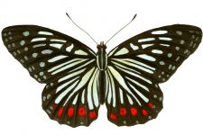 Butterfly Clip Art 9