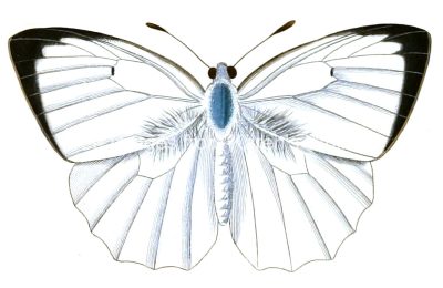 Butterfly Clip Art 14