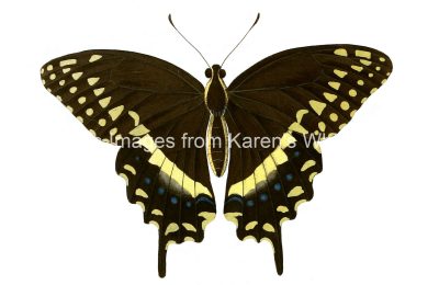 Butterfly Clip Art 15