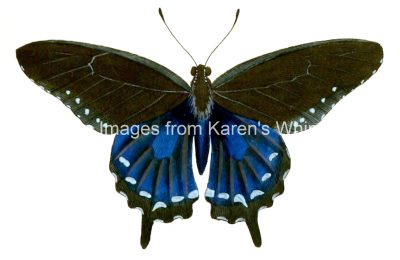 Butterfly Clip Art 18