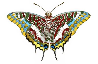 Butterfly Clip Art 19