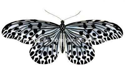 Butterfly Clip Art 6