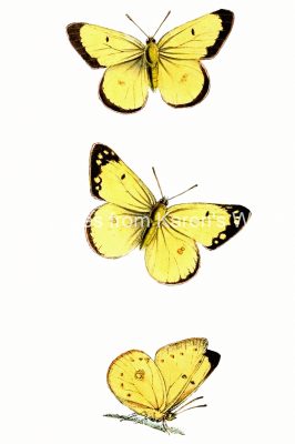 Yellow And Black Butterflies 1
