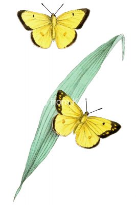 Yellow And Black Butterflies 3