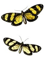 Yellow And Black Butterflies 5