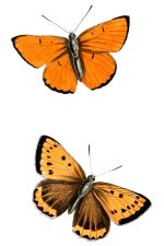 Butterflies Pictures 13