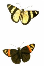 Butterflies Pictures 15
