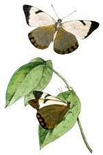 Illustrations Of Butterflies 1