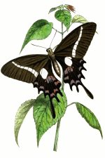 Illustrations Of Butterflies 10