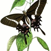 Illustrations of Butterflies