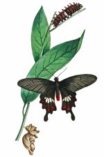 Illustrations Of Butterflies 11