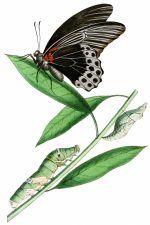 Illustrations Of Butterflies 12