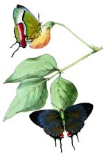 Illustrations Of Butterflies 2