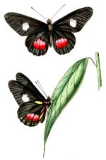 Illustrations Of Butterflies 5