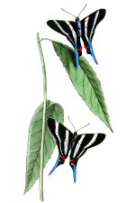 Illustrations Of Butterflies 6