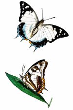 Illustrations Of Butterflies 7