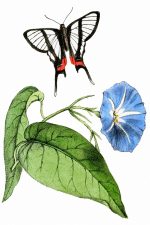 Illustrations Of Butterflies 8