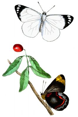 Illustrations Of Butterflies 3