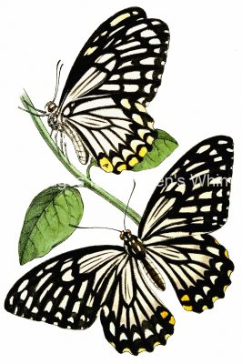 Illustrations Of Butterflies 9
