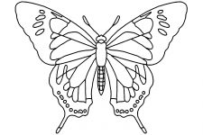 Butterfly Coloring Pages 10