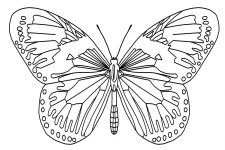 Butterfly Coloring Pages 4