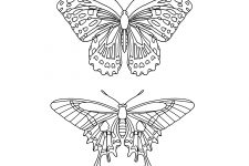 Butterfly Coloring Pages 8