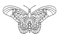 Butterfly Coloring 10