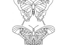 Butterfly Coloring 12