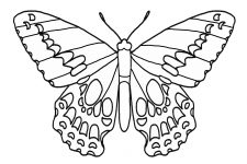Butterfly Coloring 4