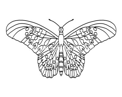Butterfly Coloring 10