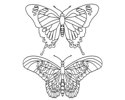 Butterfly Coloring 12