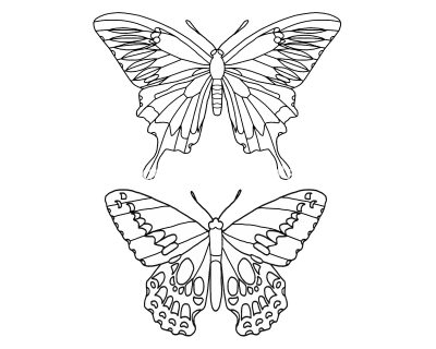Butterfly Coloring 6