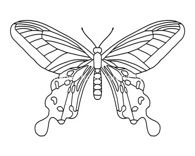 Butterfly Coloring 7