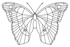 Butterfly Coloring Sheets 10