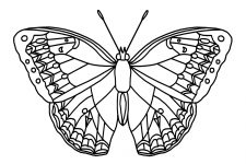 Butterfly Coloring Sheets 3