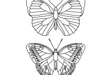 Butterfly Coloring Sheets 6