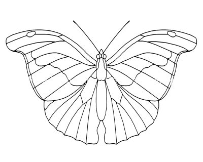 Butterfly Coloring Sheets 2