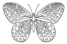 Butterfly Coloring Pictures 1