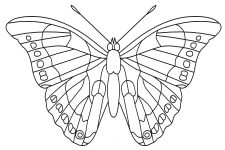 Butterfly Coloring Pictures 10