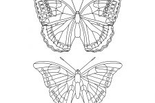 Butterfly Coloring Pictures 12